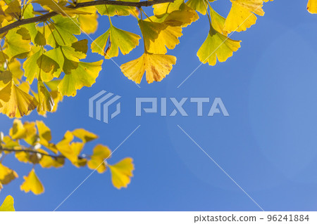 Ginkgo Tree 96241884