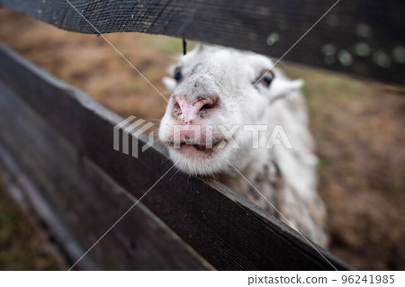 A dirty sheep is standing in a pasture behind a fence A dirty sheep is standing in a pasture behind a fence 96241985