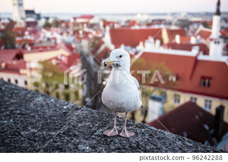Tallinn and sea gull 96242288