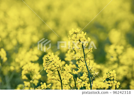 Rapeseed spring flowers 96242318