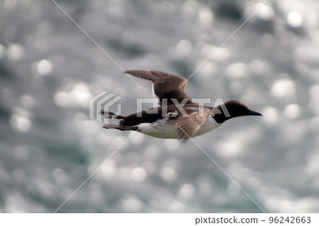 Guillemot in flight (top and sideways view) Guillemot in flight (top and sideways view) 96242663