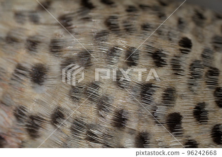 spotty plumage of a bird duck macro spotty plumage of a bird duck macro 96242668