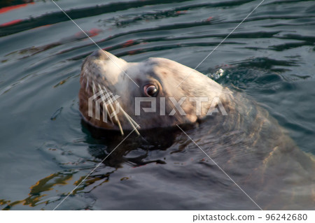 sea lion (Eumetopias jubatus) sea lion (Eumetopias jubatus) 96242680