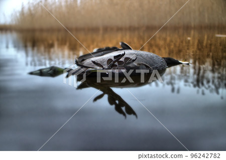 Wheel of Samsara. Wind turns on water dead black bird Wheel of Samsara. Wind turns on water dead black bird 96242782
