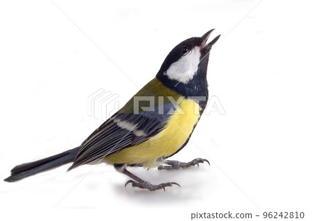 tit bird 2 tit bird 2 96242810