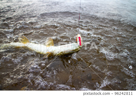 pike fishing Northern fish 96242811