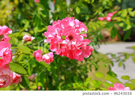 red flower angolonia 96243038