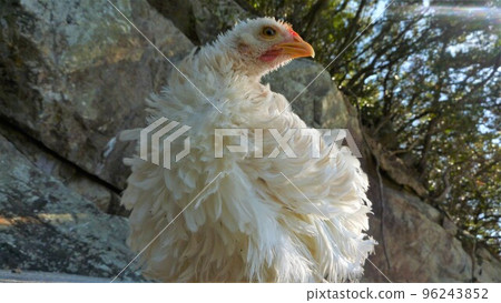 Kokko and Local Exploration 96243852