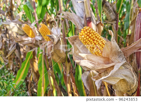 Agricultural field of maize, dry corn in autumn before harvest. Selective focus 96243853