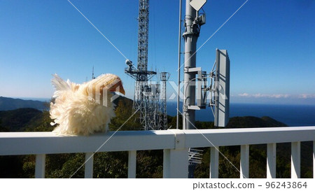 Kokko and Local Exploration 96243864