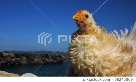 Kokko and Local Exploration Kokko and Local Exploration 96243869