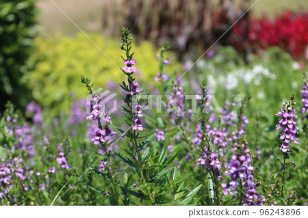 開花在夏天花壇裡的紫色安吉洛尼亞serena藍色 開花在夏天花壇裡的紫色安吉洛尼亞serena藍色 96243896