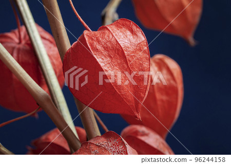 Colorful bouquet of bright orange physalis. Picturesque plant lanterns close-up, natural background 96244158