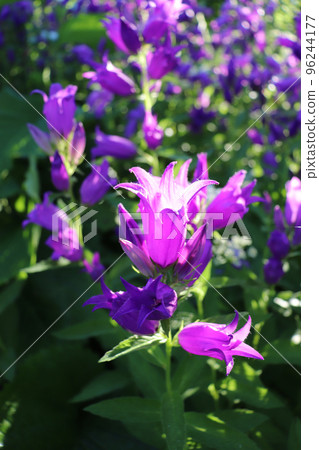 photo of bluebell flowers in sunlight in the village 96244177