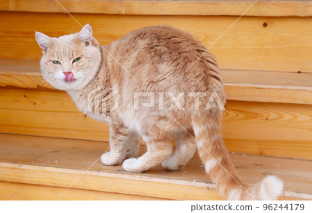 photo of red cat licks its lips 96244179
