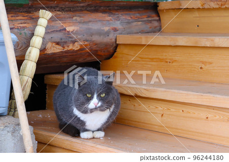 photo of grey cat on porch in village 96244180