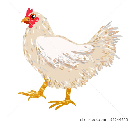 White hen. Vector isolated illustration. 96244593