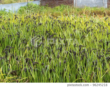 Asuka Ancient Rice Cultivated in Asuka Village Asuka Ancient Rice Cultivated in Asuka Village 96245218