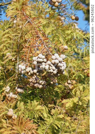 禿柏果實 2022 年 10 月 禿柏果實 2022 年 10 月 96245602