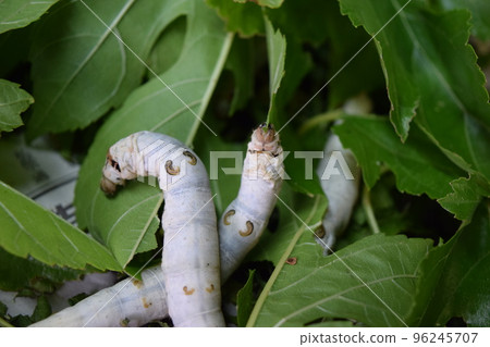 Kaiko桑葉絲綢農場 96245707