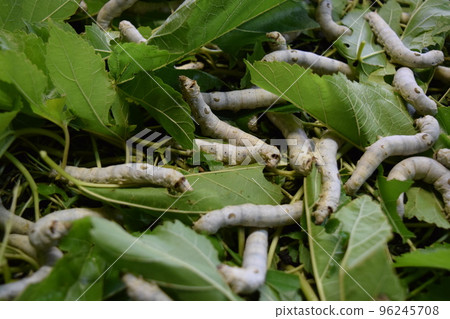 Kaiko桑葉絲綢農場 96245708