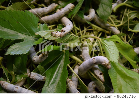 Silkworm mulberry leaf sericulture Silkworm mulberry leaf sericulture 96245710