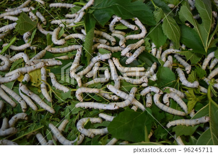 Kaiko桑葉絲綢農場 Kaiko桑葉絲綢農場 96245711