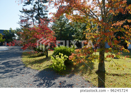 Koryu-ji Temple in Autumn Autumn leaves on the precincts Uzumasa, Ukyo Ward, Kyoto City 96245724