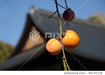 Autumn at Koryu-ji Temple, Persimmons and Joguo-in Temple, Uzumasa, Ukyo-ku, Kyoto Autumn at Koryu-ji Temple, Persimmons and Joguo-in Temple, Uzumasa, Ukyo-ku, Kyoto 96245726