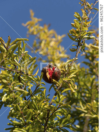 有紅色漿果的石榴樹 96245767