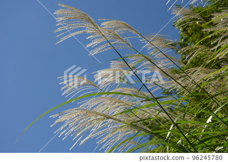 Susuki的風景 Susuki的風景 96245780