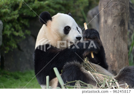 Yuihin美味地吃著竹子 96245817