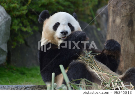 Yuihin美味地吃著竹子 96245818