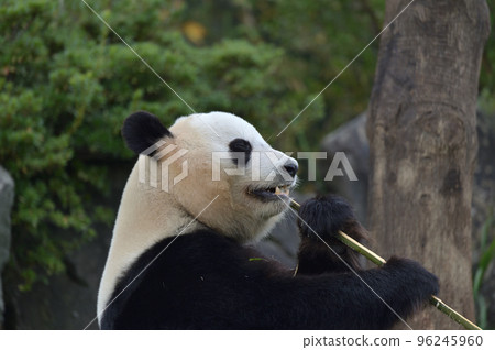 Yuihin eating bamboo deliciously Yuihin eating bamboo deliciously 96245960