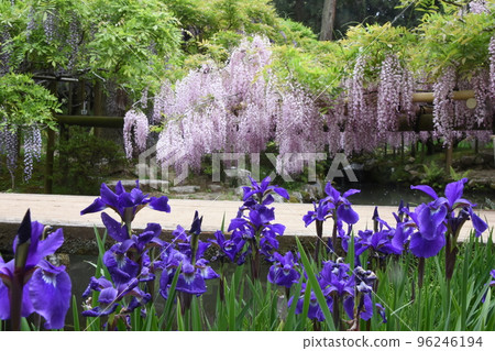 A cluster of dark blue irises blooming against the background of a large wisteria tree seen at the Manyo Botanical Garden of Kasuga Taisha Shrine in Nara Prefecture is beautiful. 96246194