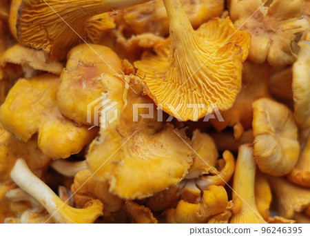 Close-up texture of mushrooms of the chanterelle family. Beautiful bright background for your projects 96246395