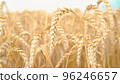 Gold wheat field and blue sky. Selective Focus. 96246657