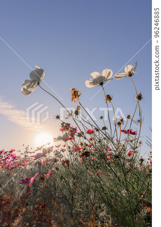 Cosmos blooming with the setting sun in the background Cosmos blooming with the setting sun in the background 96246885