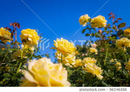group of yellow roses group of yellow roses 96246886