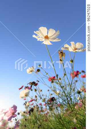 Cosmos beginning to wither blooming under the blue sky 96247028