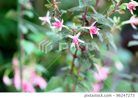 Fuchsia flower 96247273