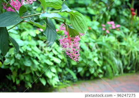 Medinilla 花 Specchiosa Medinilla 花 Specchiosa 96247275