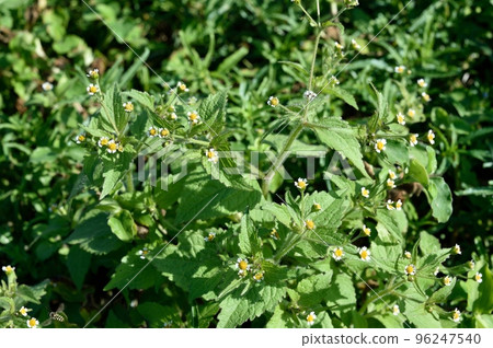 Hakidamegeku flower Hakidamegeku flower 96247540