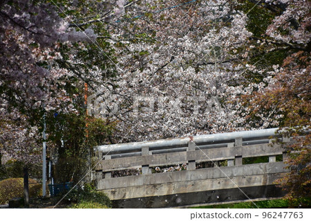 日本京都府京都市 銀閣寺附近的哲學之道 盛開的櫻花、溪流和橋樑 美麗的雪花在風中飄揚 日本京都府京都市 銀閣寺附近的哲學之道 盛開的櫻花、溪流和橋樑 美麗的雪花在風中飄揚 96247763
