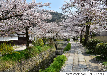 日本京都府京都市銀閣寺附近的哲學之道 盛開的櫻花和溪流 水面上散落著櫻花花瓣的花筏 日本京都府京都市銀閣寺附近的哲學之道 盛開的櫻花和溪流 水面上散落著櫻花花瓣的花筏 96247781