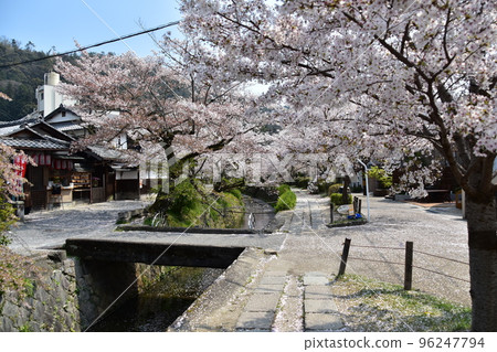 日本京都府京都市銀閣寺附近的哲學之道 盛開的櫻花和溪流 水面上散落著櫻花花瓣的花筏 日本京都府京都市銀閣寺附近的哲學之道 盛開的櫻花和溪流 水面上散落著櫻花花瓣的花筏 96247794