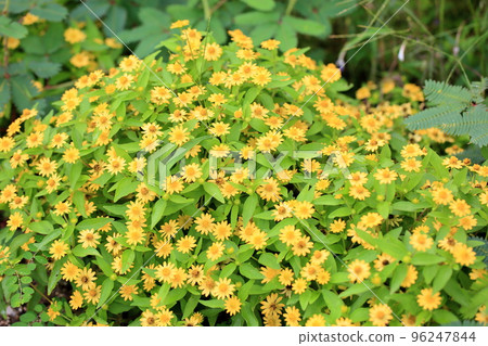 Melanpodium花 Melanpodium花 96247844
