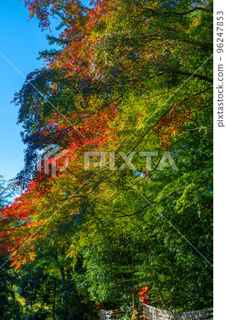 Kifune Shrine Precincts autumn foliage Along the Watarase Keikoku Railway Autumn season 96247853