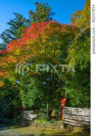 貴船神社 渡良瀨溪谷鐵道沿線的紅葉 秋季 貴船神社 渡良瀨溪谷鐵道沿線的紅葉 秋季 96247854