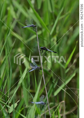 dragonfly perching on grass 96247896